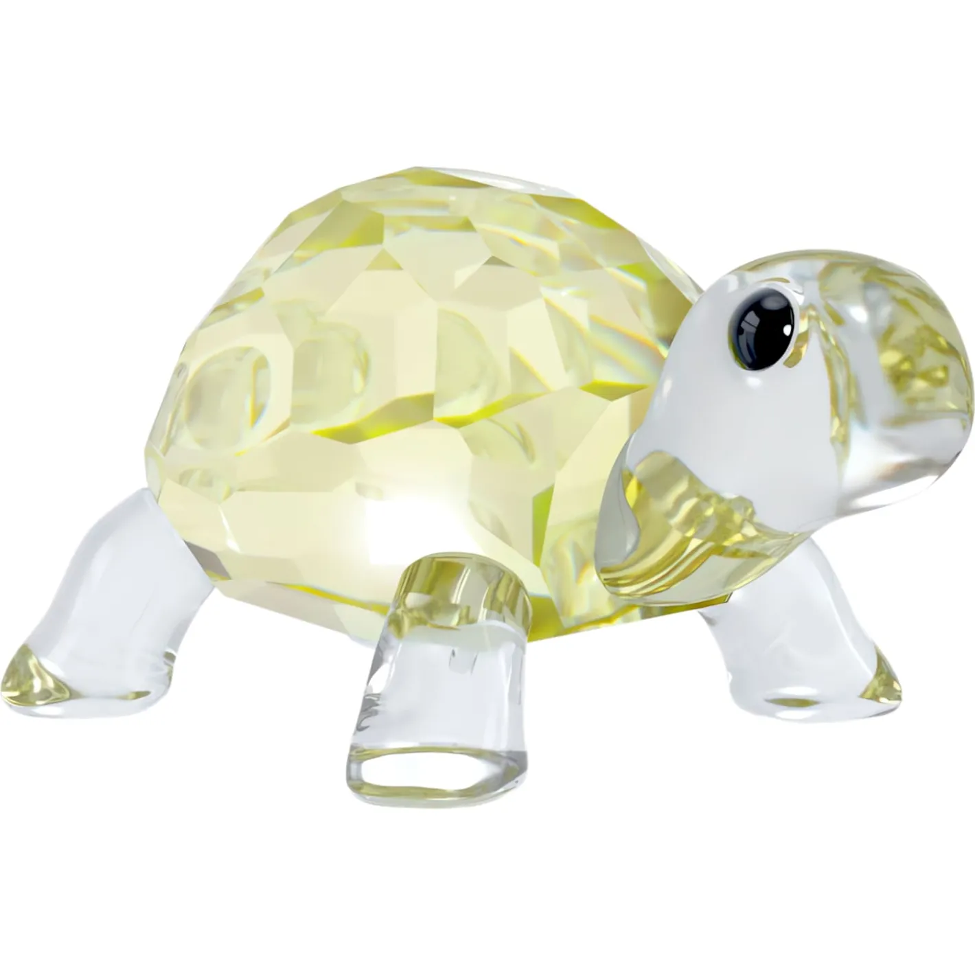 Idyllia Baby Tortoise